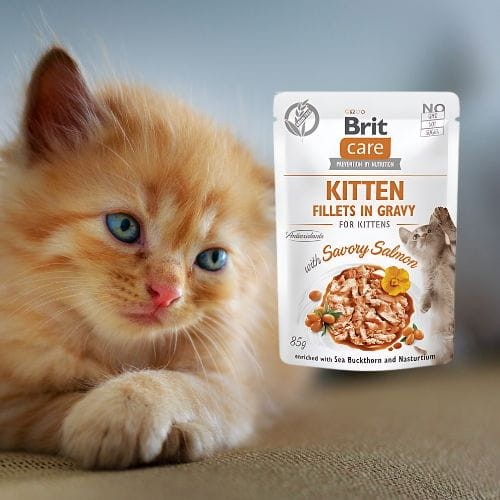 Brit Care Kitten FG Savory Salmon 85g Mokra karma dla kociąt z łososiem.jpg