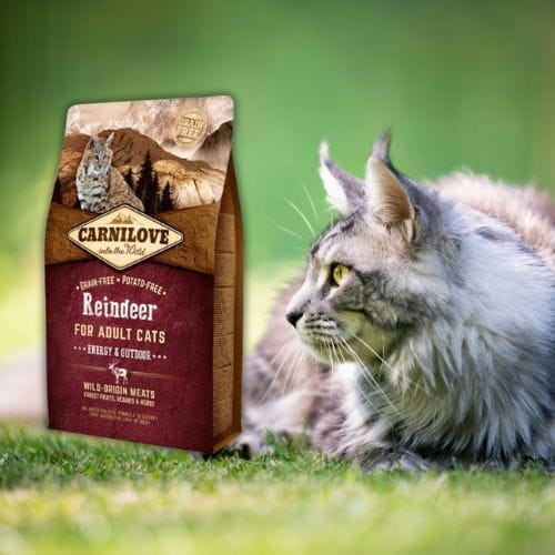 Carnilove Cat Energy & Outdoor Renifer 6kg  Sucha karma dla kota aktywnego