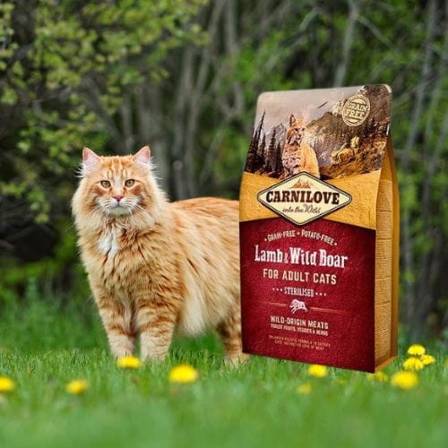 Carnilove Cat Lamb & Wild Boar Sterilised 6kg sucha karma dla kota z jagnięciną