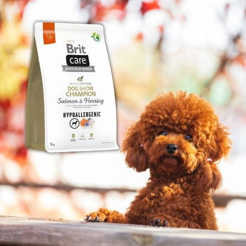 Brit Care Show Champion 3kg sucha karma dla psa z łososiem i śledziem .jpg