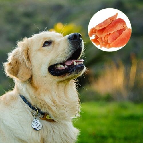 Miękkie piersi z kurczaka 500 g Przysmaki dla psa Hilton wysokobiałkowe a.jpg