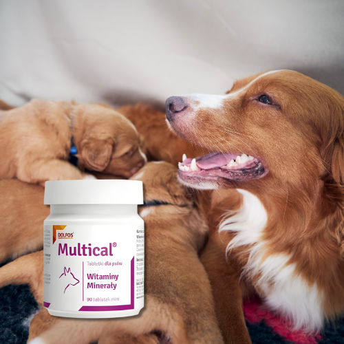 Dolfos Dolvit Multical 90 tabl. Mini – witaminy dla psów.png