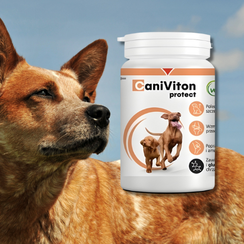 Caniviton Protect 90 tabl. na stawy psa z glukozaminą.png