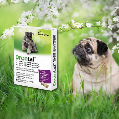 Drontal Dog Flavour 2 tabletki odrobaczające dla psa vetoquinol.png