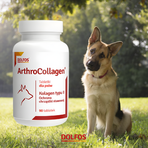 Dolfos ArthroCollagen 90 tabl. Kolagen na stawy psa, wspiera mobilność stawów.png
