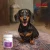 dolfos-dolvit-multical-plus-mini-dla-psa.webp