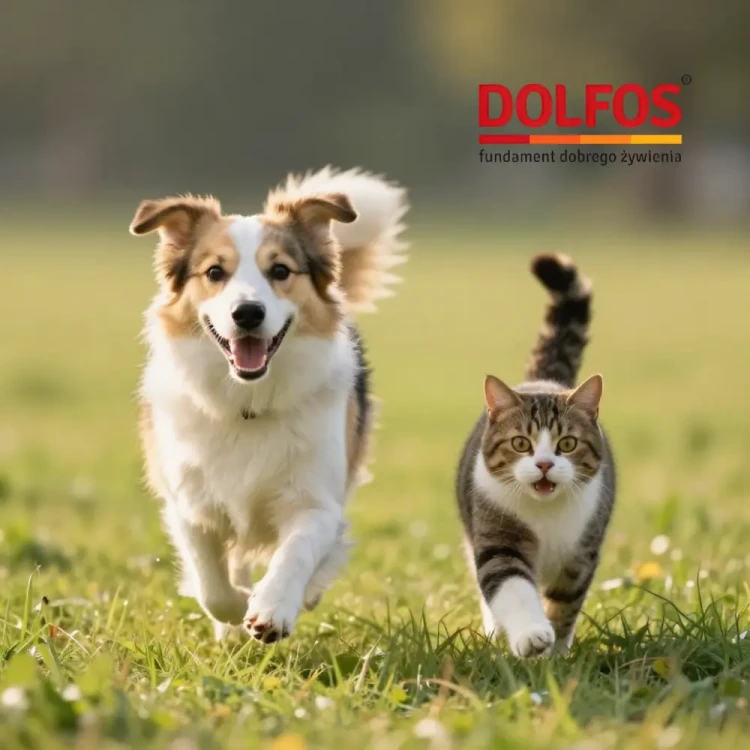 dolfos-suplementy-dla-psow-i-kotow.webp