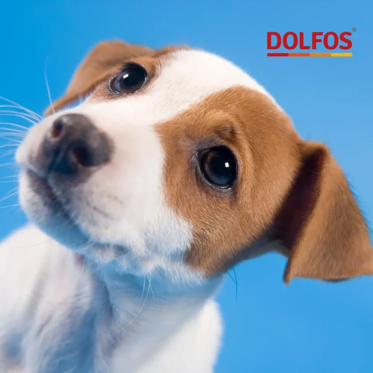 dolfos-dolvit-junior-1kg-opakowanie-witaminy-dla-mlodych-psow.webp