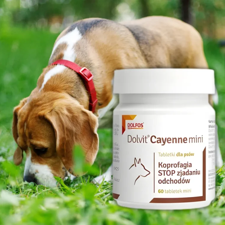 dolfos-dolvit-cayenne-mini-pies-je-tabletke-trawienie.webp