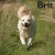 brit-pate-meat-wysoka-zawartosc-miesa-mix.webp