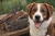 bello-friends-zwacze-wolowe-500g-trawienie.webp