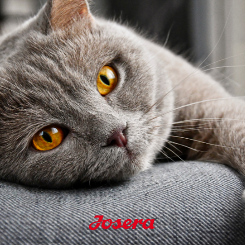 JOSERA NatureCat 10 kg Bezzbożowa karma dla aktywnych kotów z łososiem