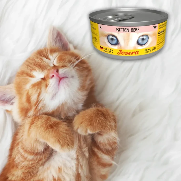 Josera Kitten Wołowina 85g Mokra karma dla kociąt bezzbożowa w sosie