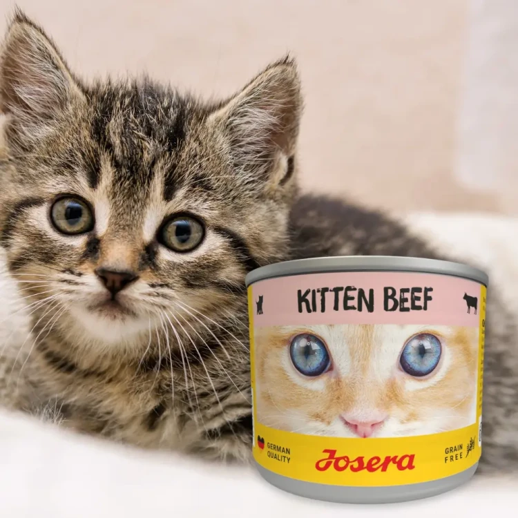 Josera Kitten Wołowina 200g Mokra karma dla kociąt bezzbożowa w sosie