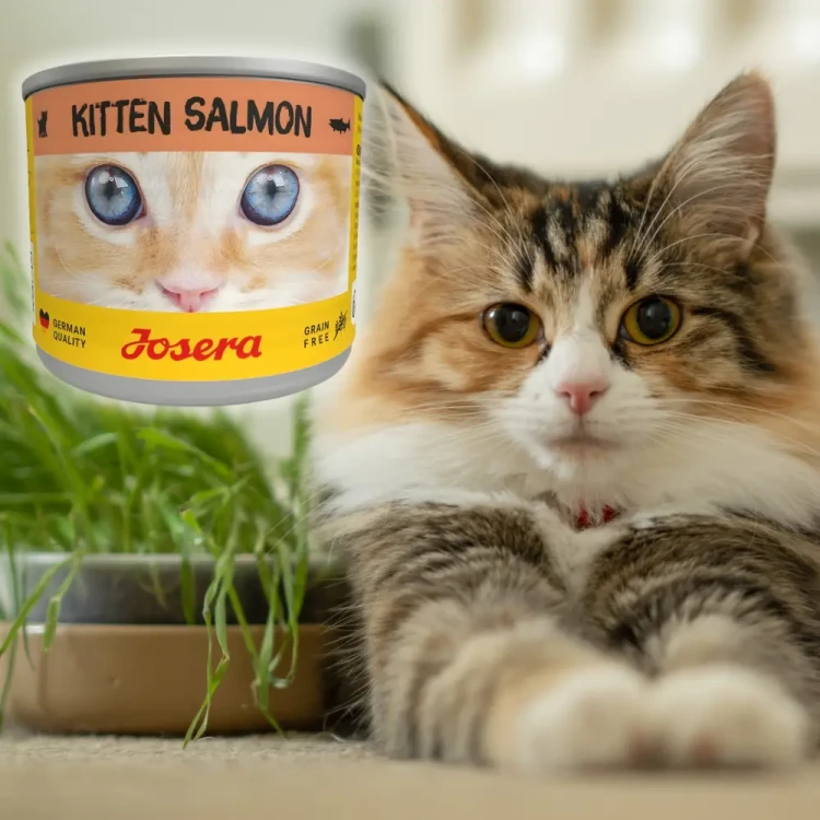 Josera Kitten Łosoś 200g Mokra karma dla kociąt bezzbożowa w sosie
