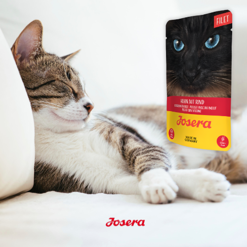 Josera Filet Kurczak z Wołowiną 16x70 g  Mokra karma dla kota w saszetce