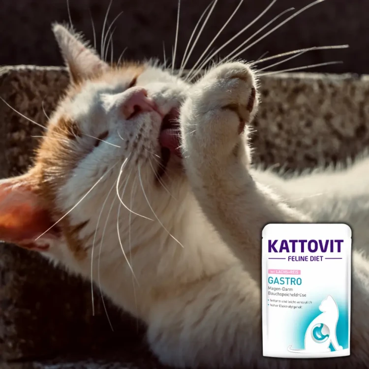 Kattovit Gastro Łosoś z ryżem  85g Mokra karma dla kota żołądek jelita