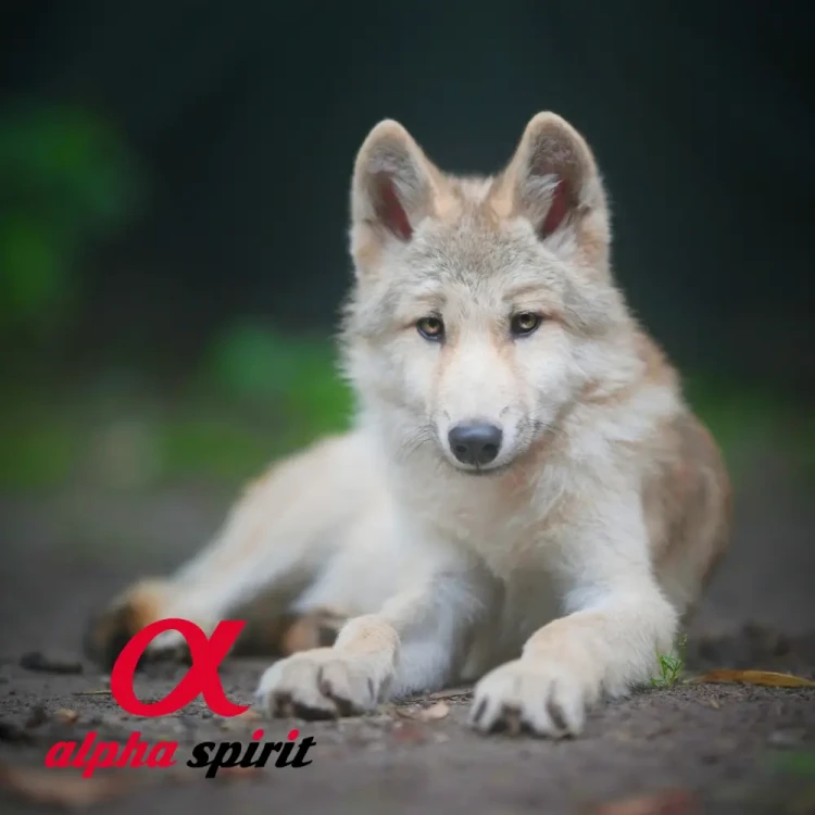 alpha-spirit-7-days.webp