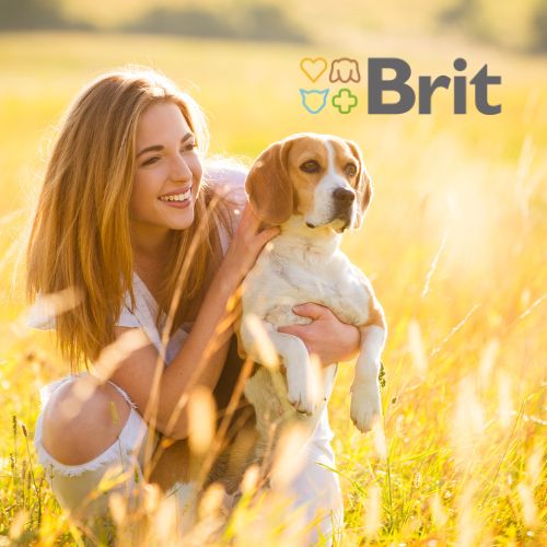 Brit Pate & Meat Beef 400g Mokra Karma dla Psa z Wołowiną
