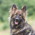 dogshield-pro-arthro-complex-ochrona-stawow.png