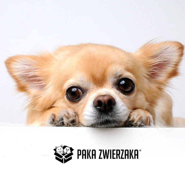 Paka Zwierzaka Jagnięcina z Jabłkiem i Miętą 150g Mokra karma z jagnięciną