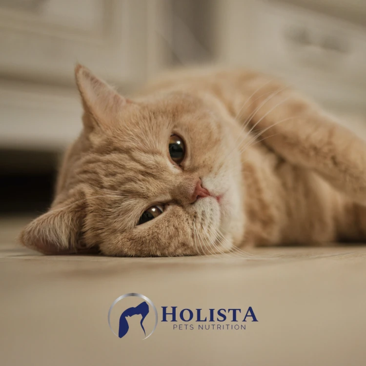 Holista Relaxing cat weed waleriana 50g Zioła na stres dla kota