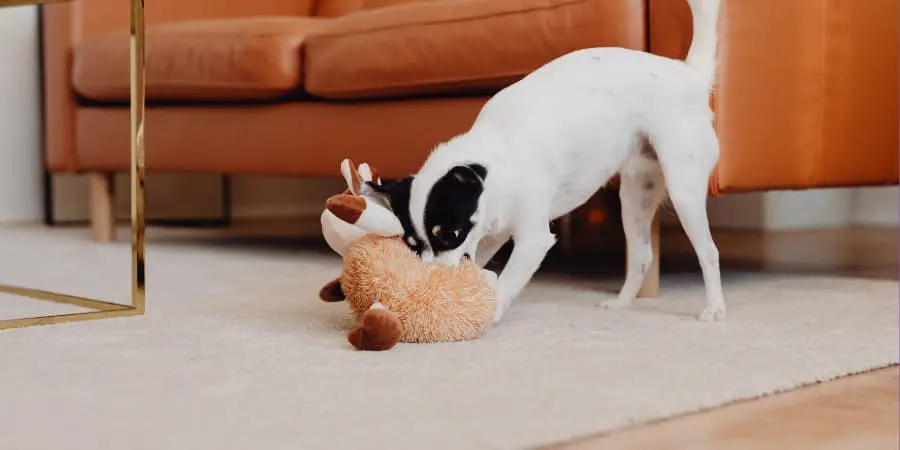 pies-gryzie-kapec-lek-separacyjny-u-psa-niszczenie-przedmiotow