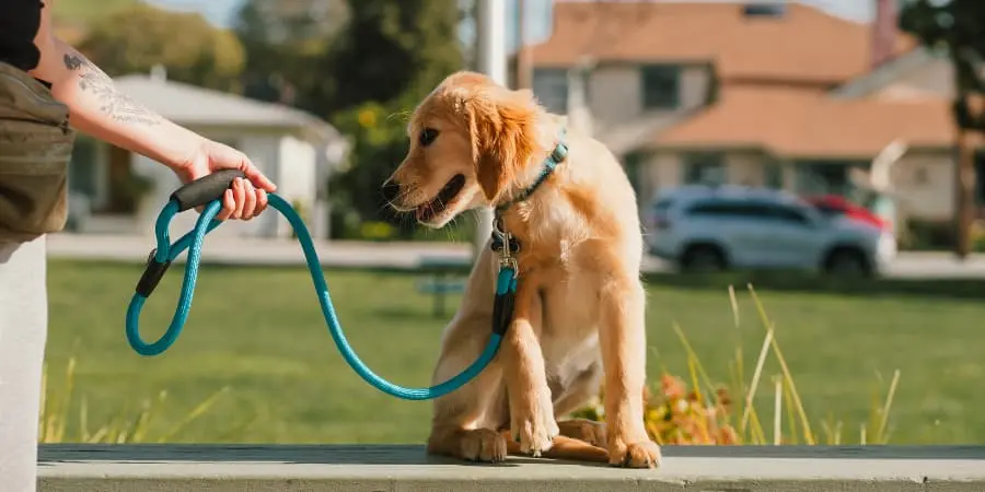 pies-ciagnie-na-smyczy-podczas-spaceru-problemy-behawioralne-psow