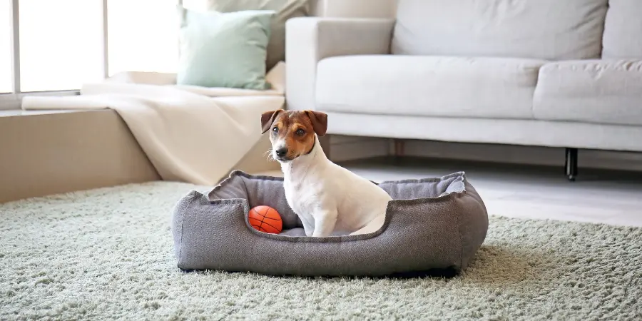 pies-siedzi-w-legowisku-komenda-na-miejsce-wyciszenie-psa