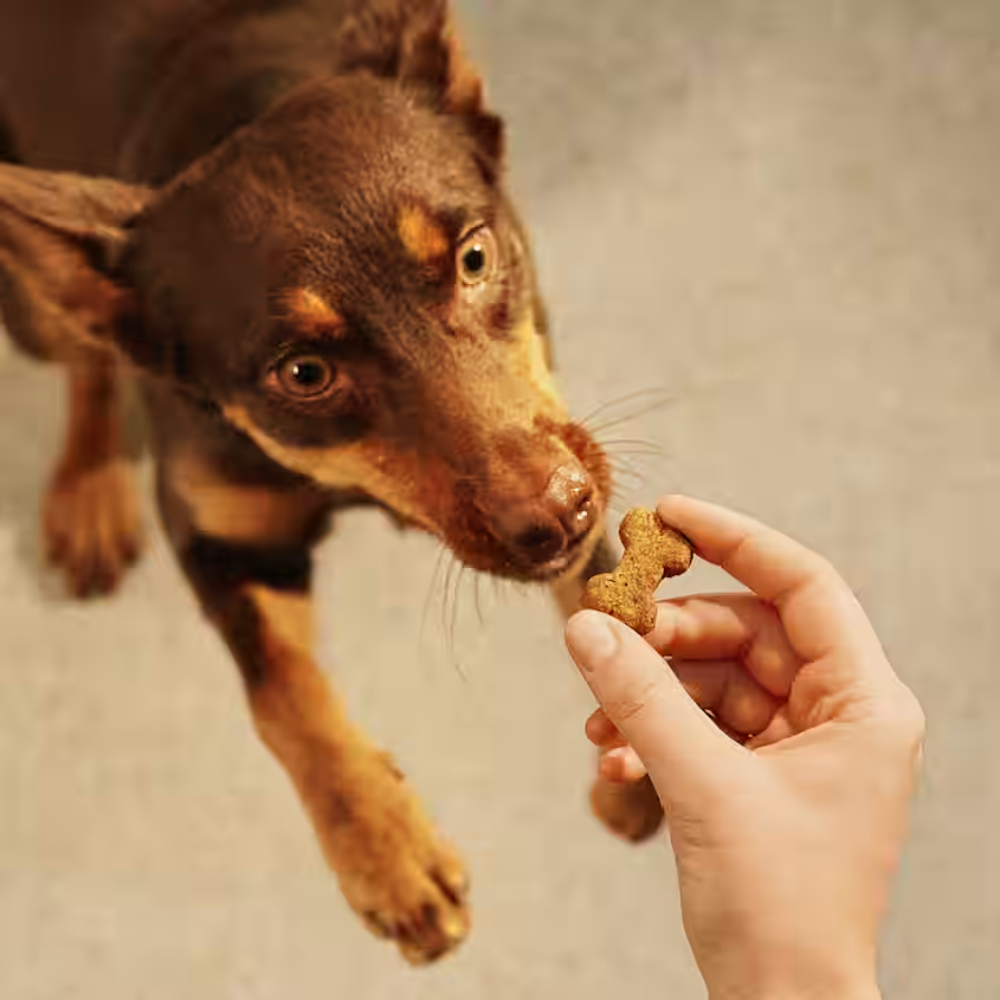 carnilove-crunchy-snack-strus-z-jezynami-przysmak-pies