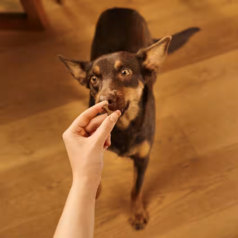 carnilove-soft-snack-kaczka-wielkosc-przysmakow