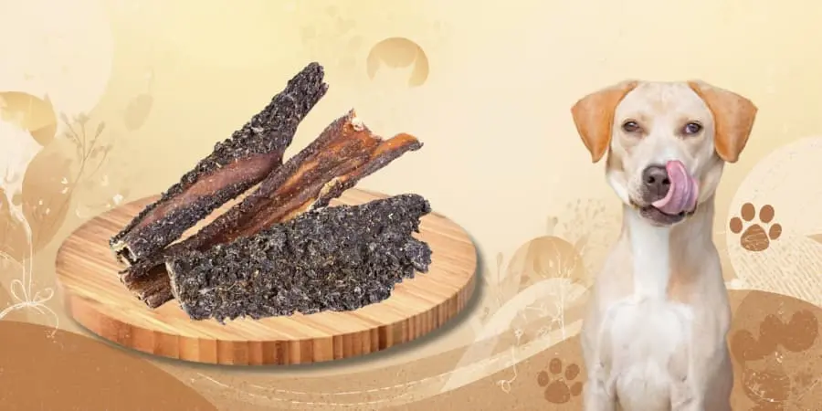 Pies gryzący zdrowy żwacz wołowy - naturalny sposób na zjadanie odchodów i florę bakteryjną