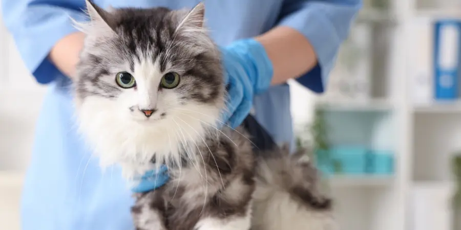 obowiązkowe czipowanie kota