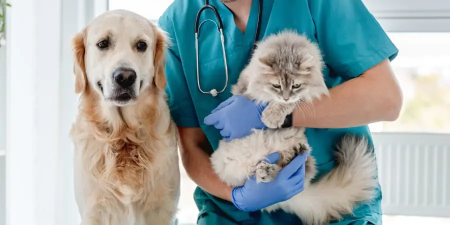 obowiązkowe czipowanie