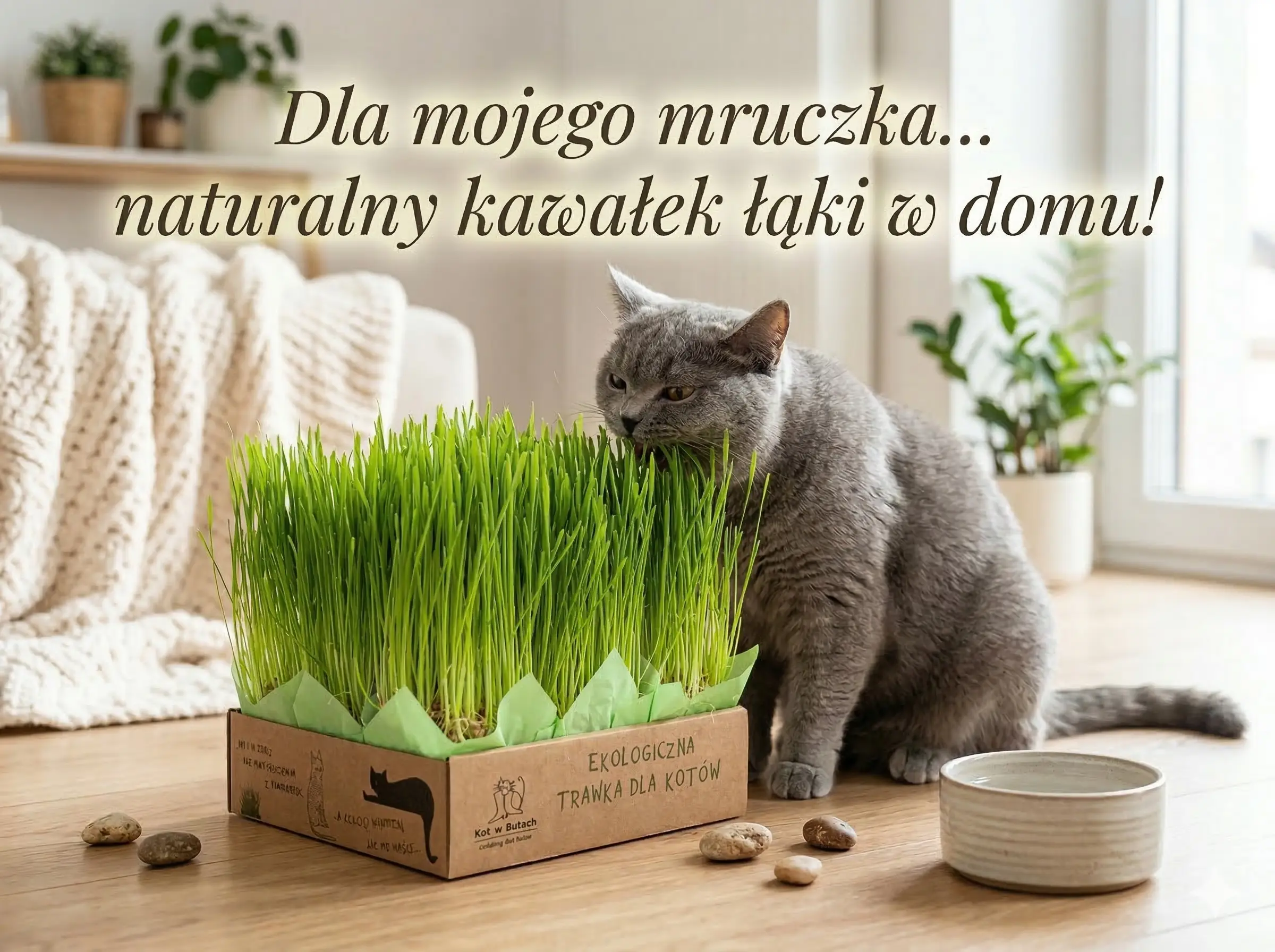 Kot w butach naturalna trawa dla kota