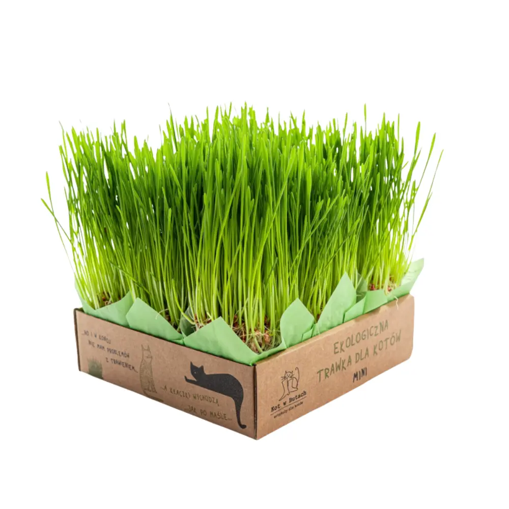 Trawa dla kota na odklaczanie