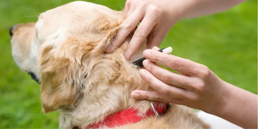 usuwanie kleszcza u psa metody