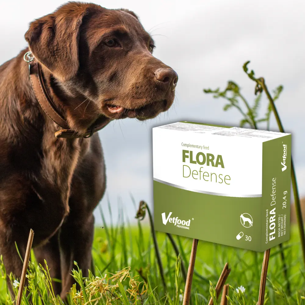 Vetfood Flora Defense 30tab – Wsparcie jelit i odporności Twojego psa