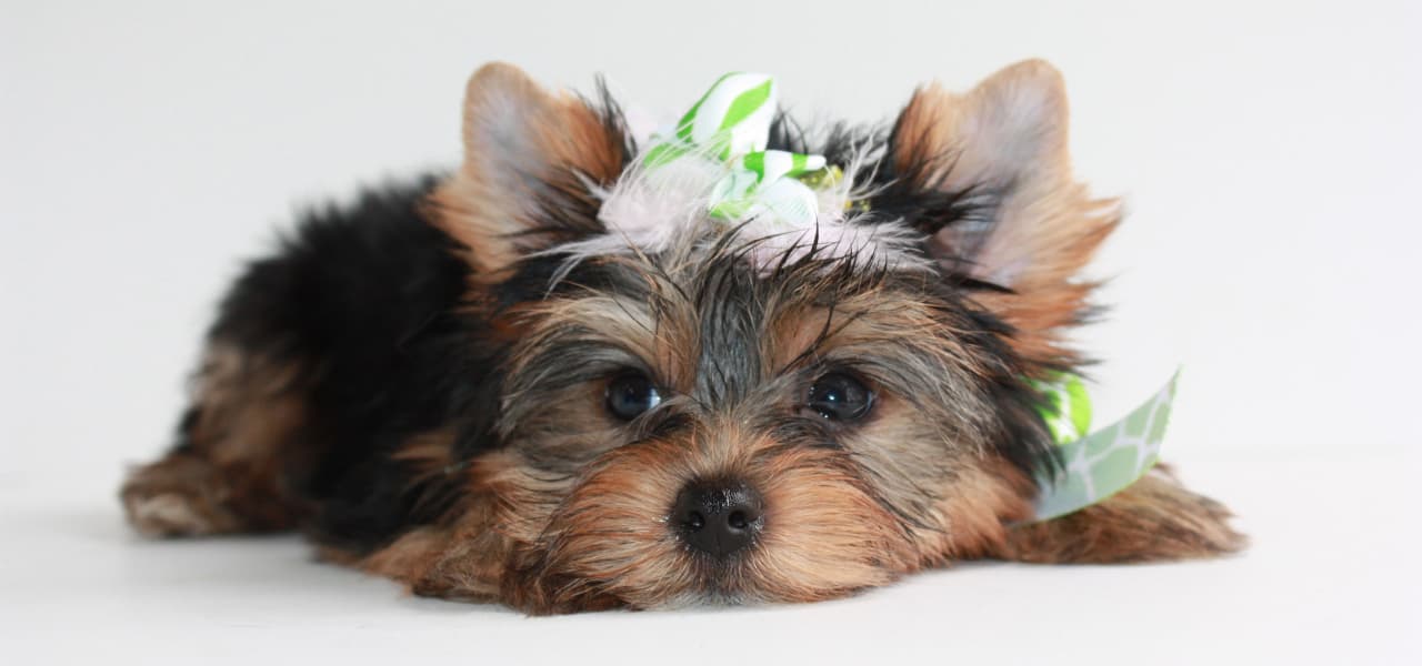 yorkshire terrier