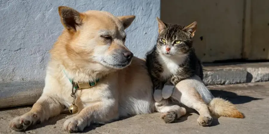 zapobieganie-bezdomnosci-zwierzat